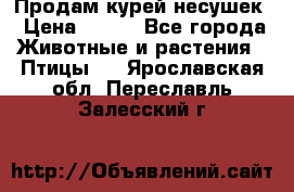 Продам курей несушек › Цена ­ 350 - Все города Животные и растения » Птицы   . Ярославская обл.,Переславль-Залесский г.